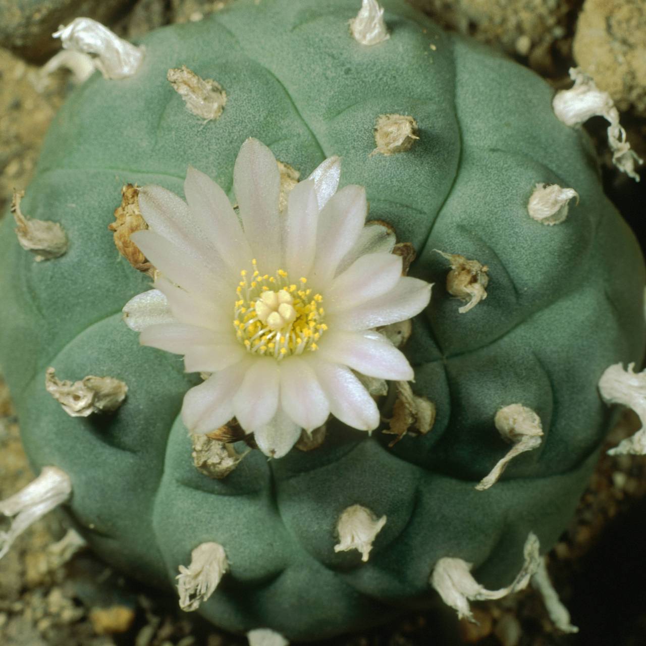 Россиянам пригрозили тюрьмой за выращивание кактусов