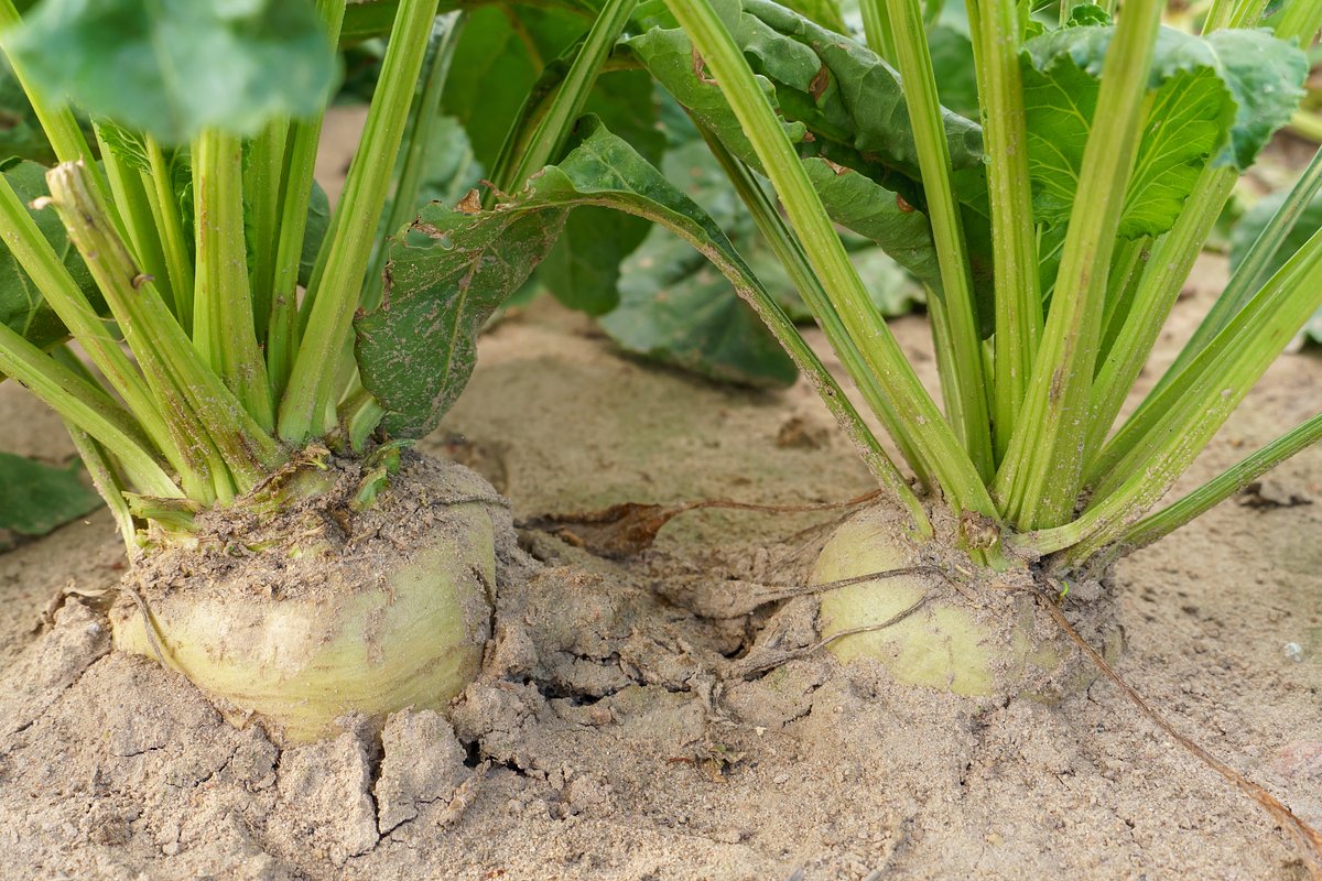 Сорт свеклы «Кристалл»