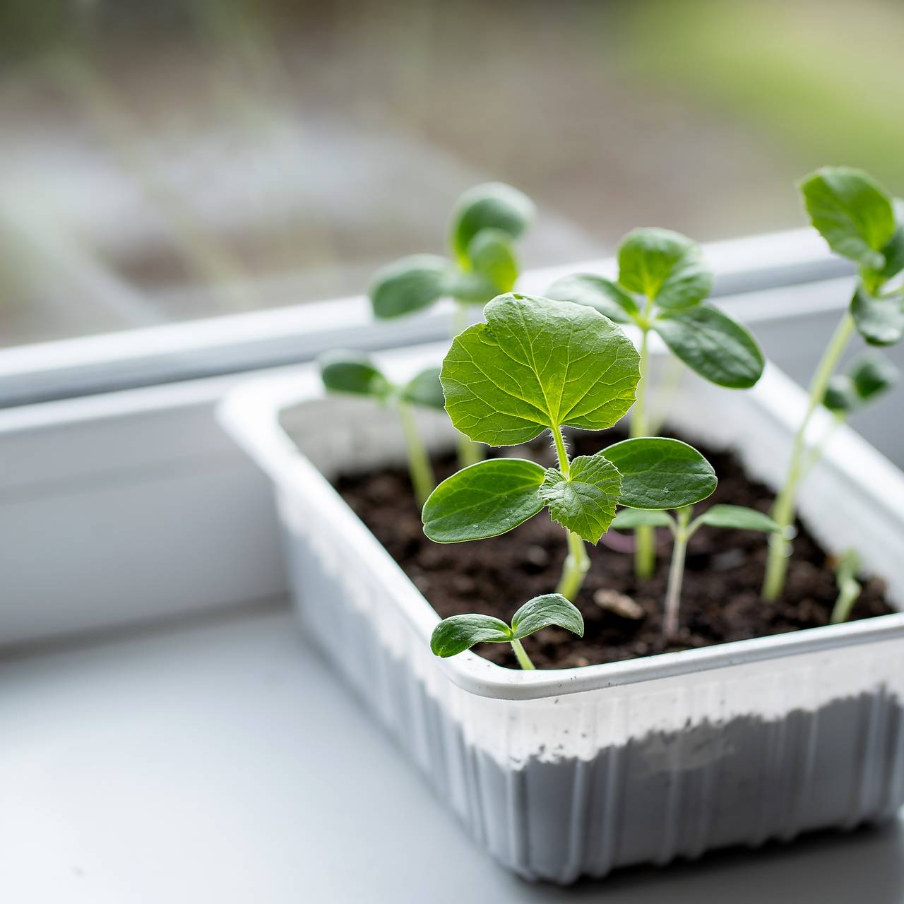 Любителям домашней рассады рассказали об опасности