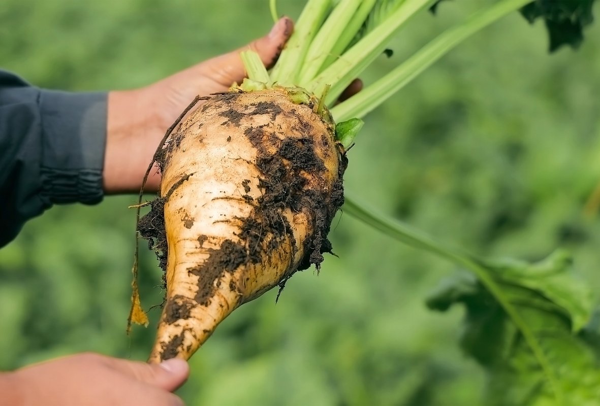 Сорт свеклы «Сахарок»