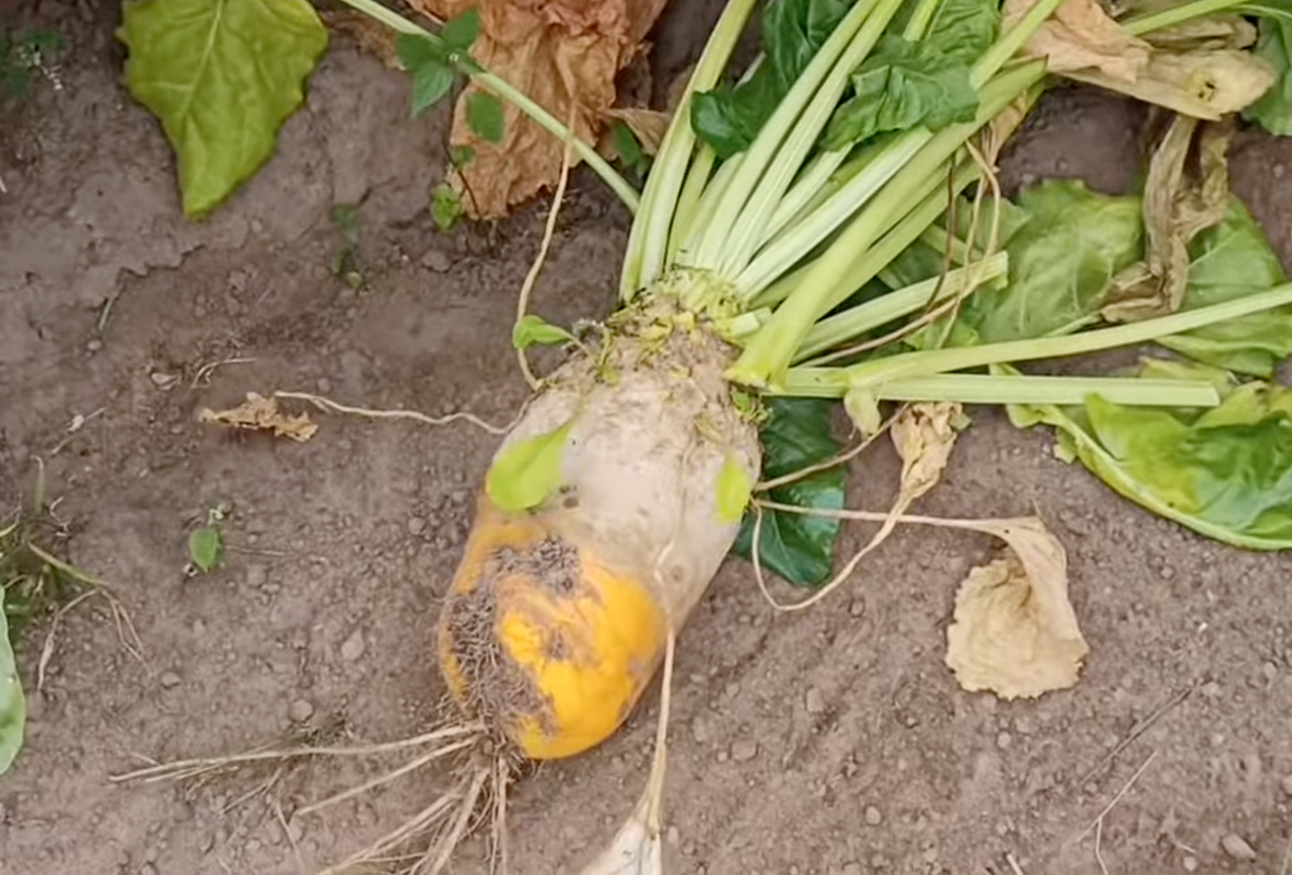 Сорт свеклы «Эккендорфская желтая»