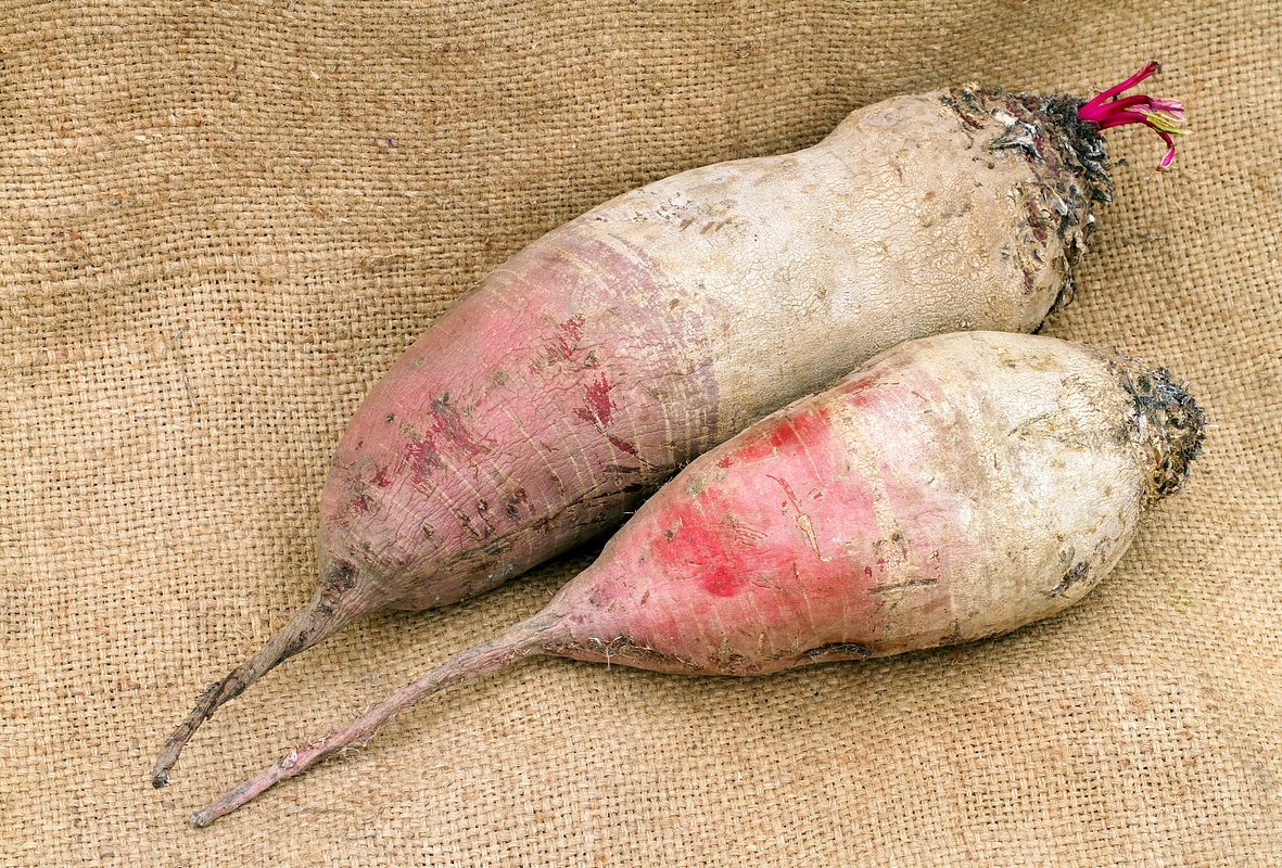 Сорт свеклы «Рекорд Поли»