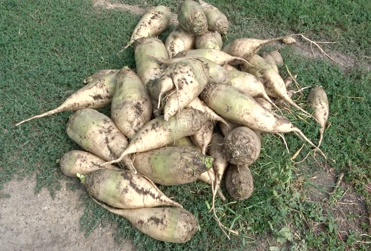 Сорт свеклы «Лада»