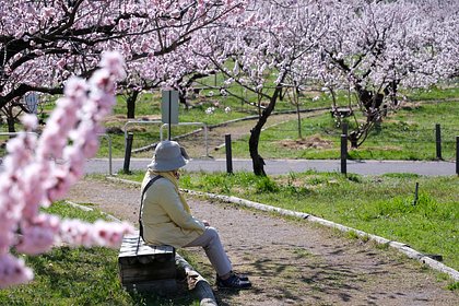 Пенсионер укусил незнакомку под цветущей сакурой и перестал дышать через час