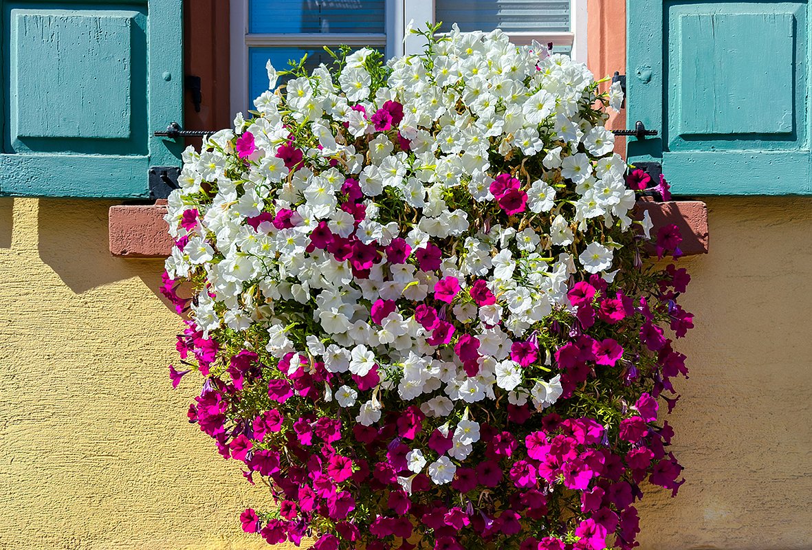 Ампельные петунии красиво смотрятся в кашпо и балконных ящиках