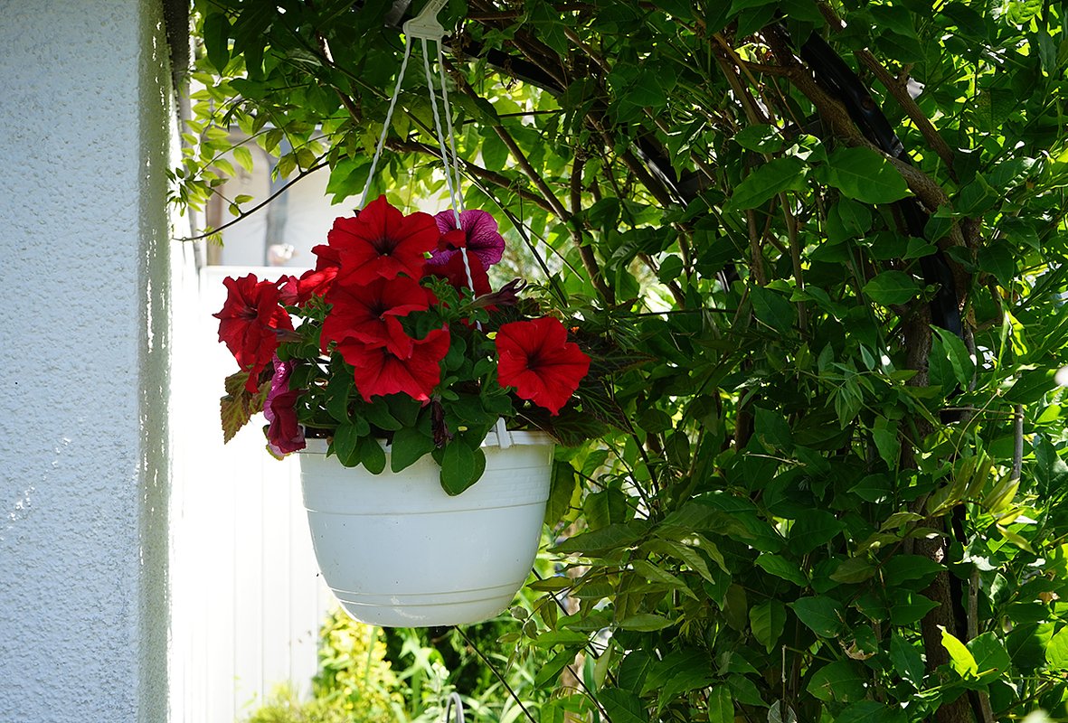 Сорт петунии «Дуо» (Duo)