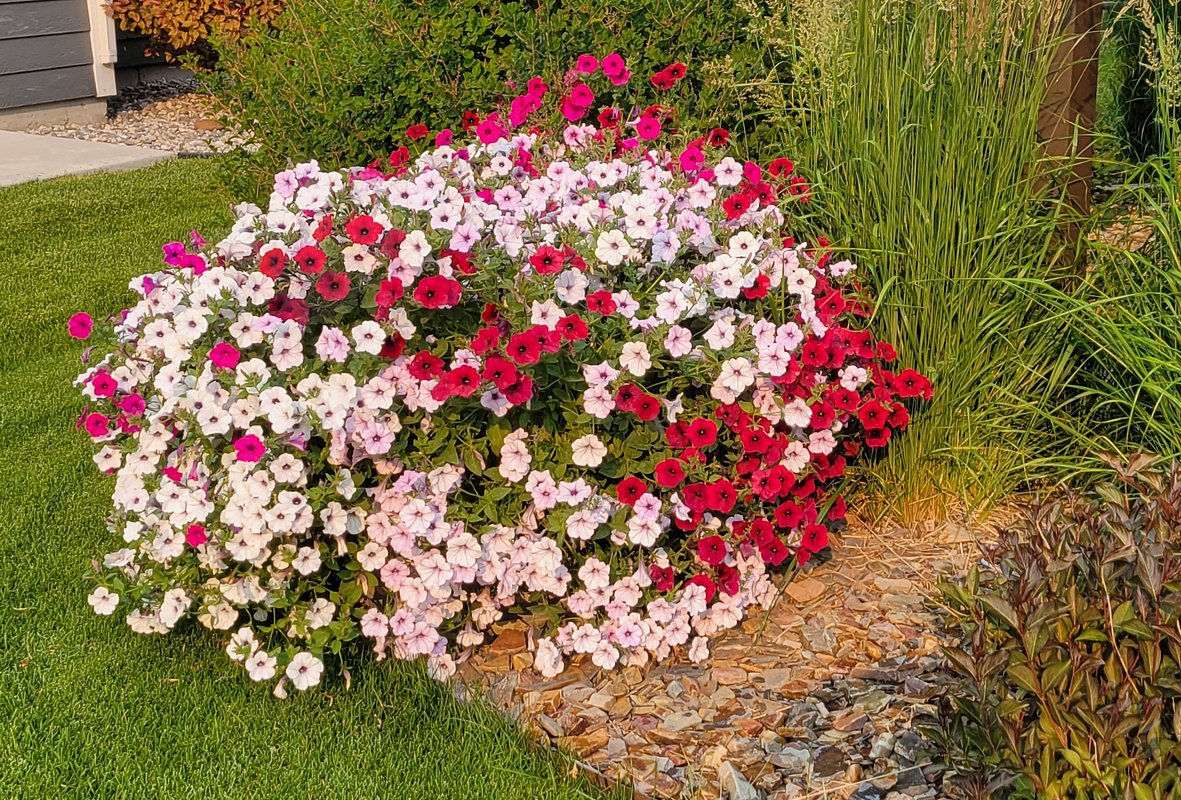 Каскадные петунии используются в ландшафтном дизайне