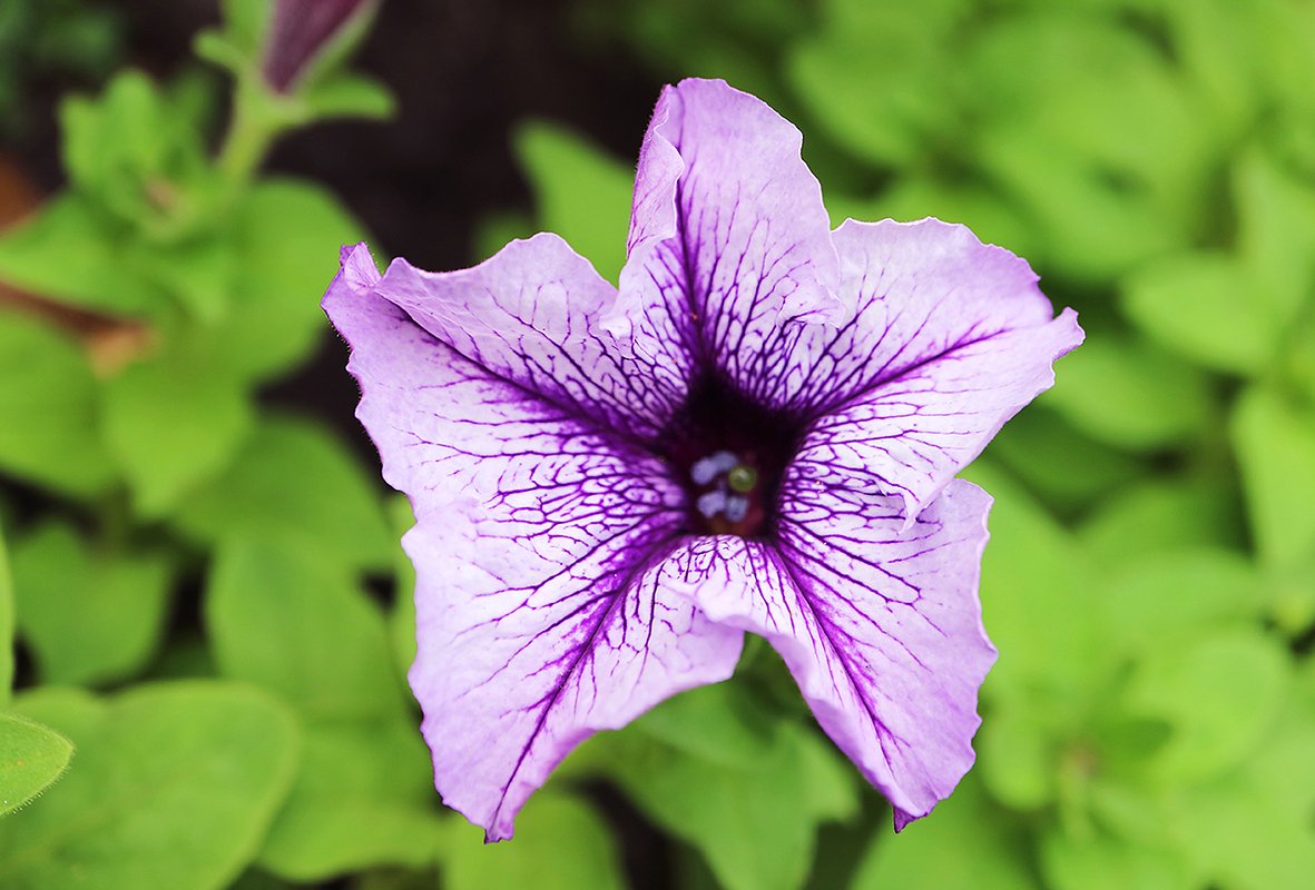 Размер бутона крупноцветковой петунии может достигать 13 сантиметров в диаметре