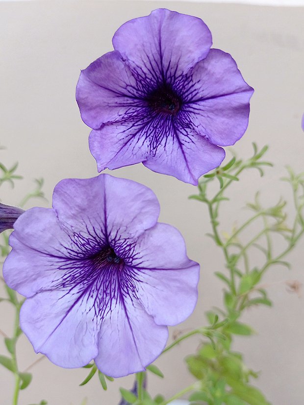 Сорт петунии «Мерлин» (Merlin)