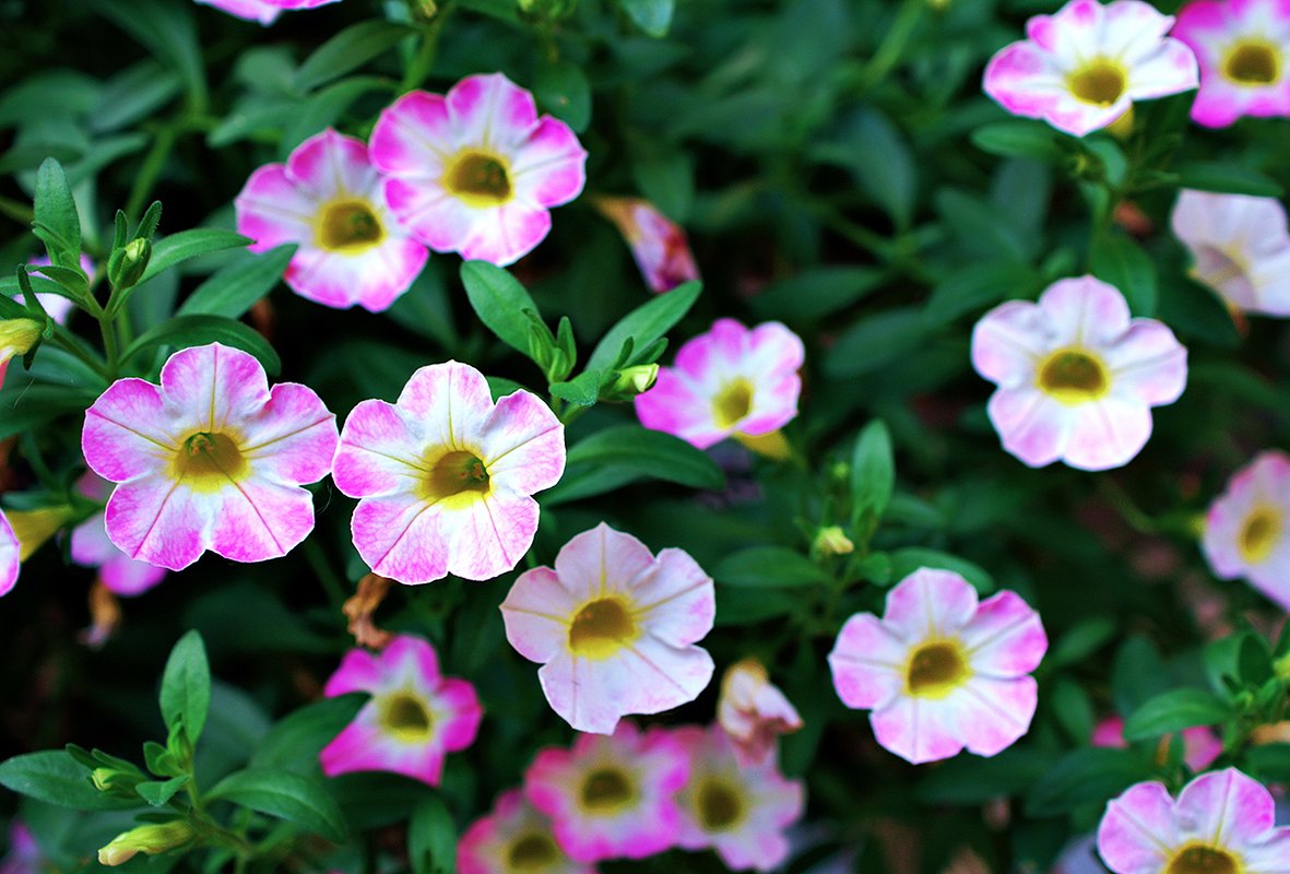 Сорт петунии «Пикобелла» (Picobella)