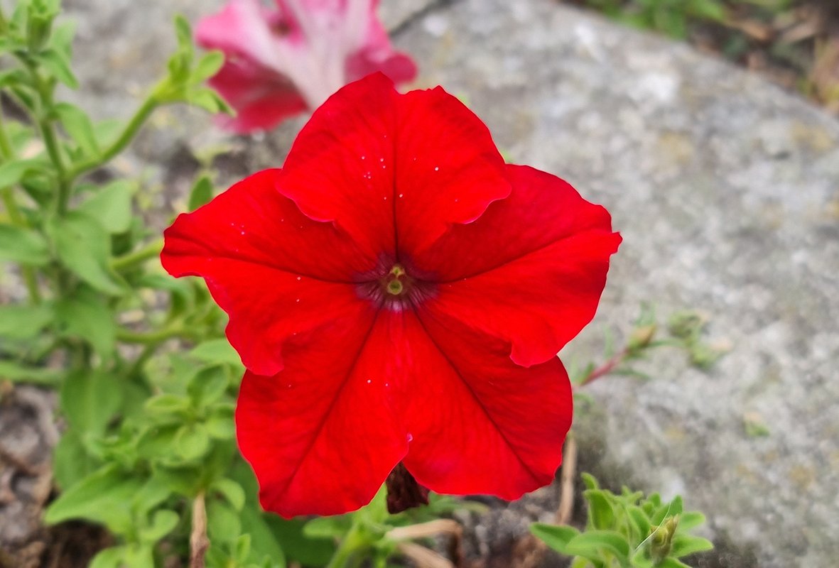 Сорт петунии «Игл» (Eagle)