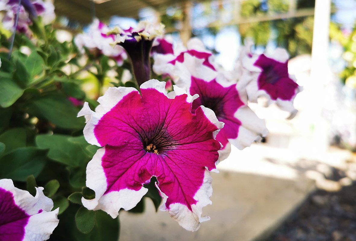 Сорт петунии «Каркулка» (Karkulka)