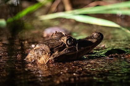 Подростка арестовали за издевательства над маленьким аллигатором