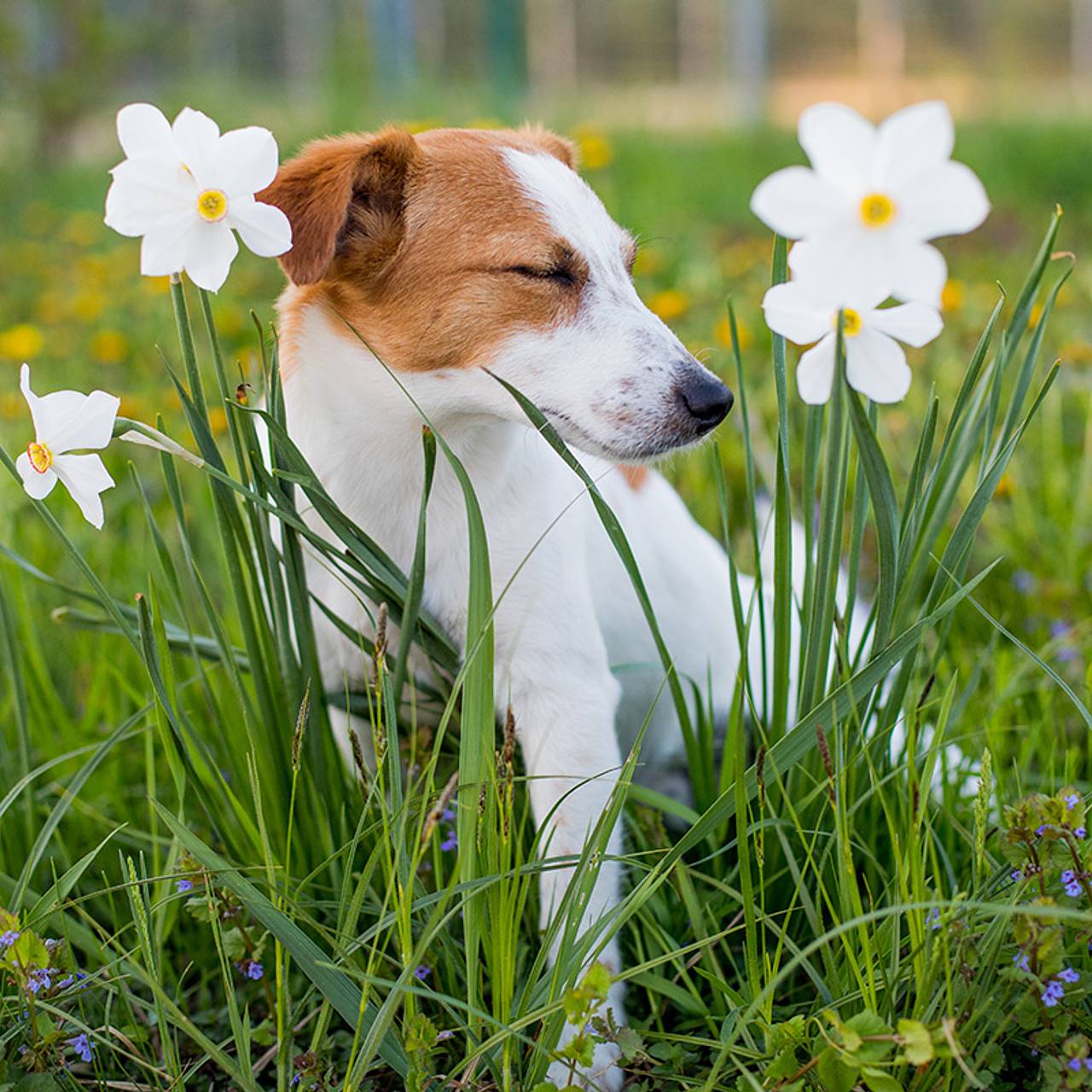 Названы способы заметить у питомца весеннюю аллергию
