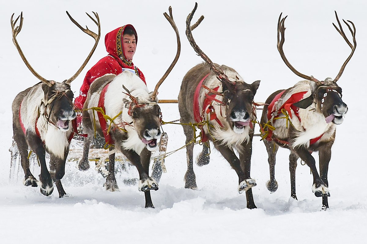 Гонка на оленьих упряжках в День оленевода в поселке Тухард, Красноярский край, Россия 