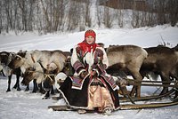 Арктика празднует День оленевода от Кольского полуострова до Чукотки. Почему этот праздник — больше чем традиция?
