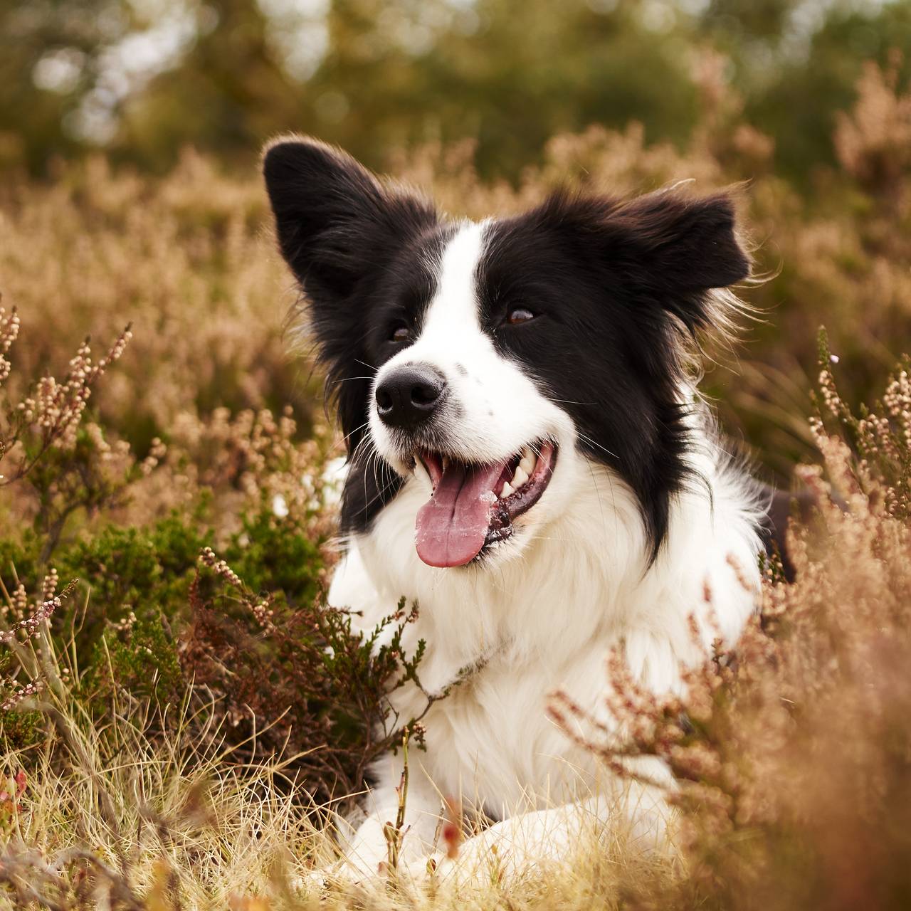 Неизвестный расправился с собаками-спасателями &laquo;Лизы Алерт&raquo;