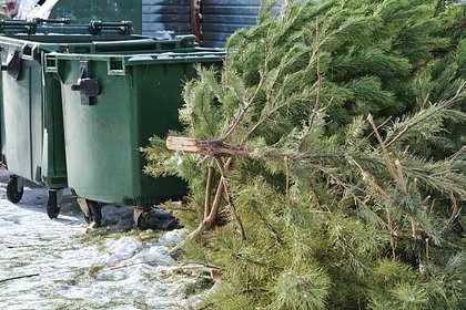 В Новосибирске выкинули елку в апреле