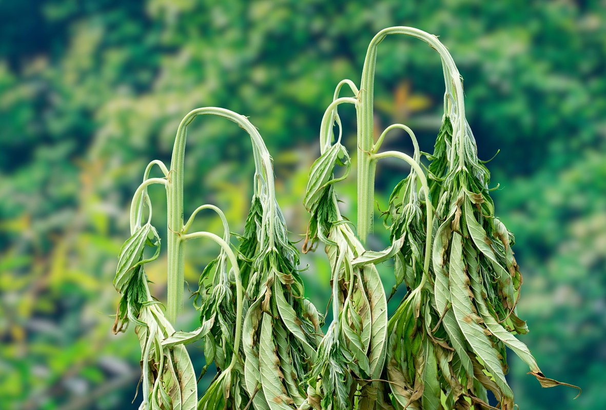 Фузариозное увядание вызывают грибы Fusarium