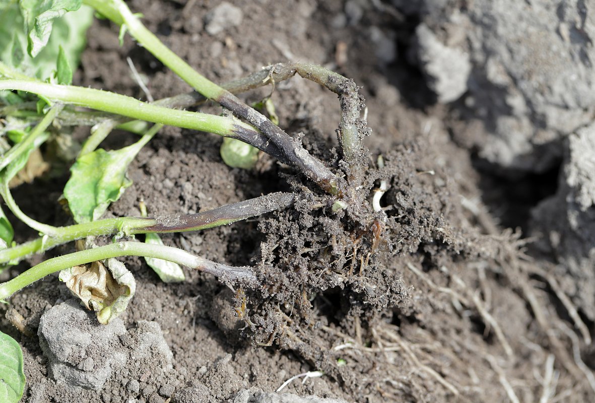 Черная ножка чаще всего возникает из-за поражения грибами, но иногда и бактериями