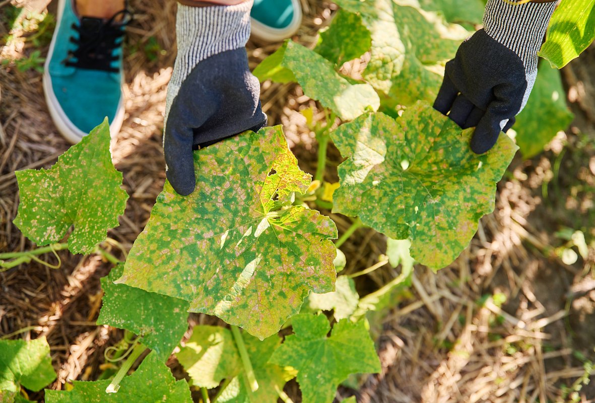 Основная причина появления пероноспороза — слишком высокая влажность