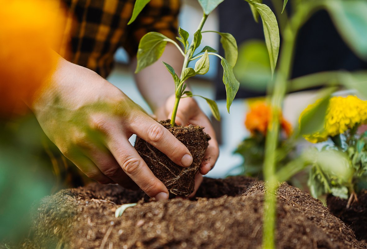Для профилактики черной ножки нужно обеззараживать грунт и семена