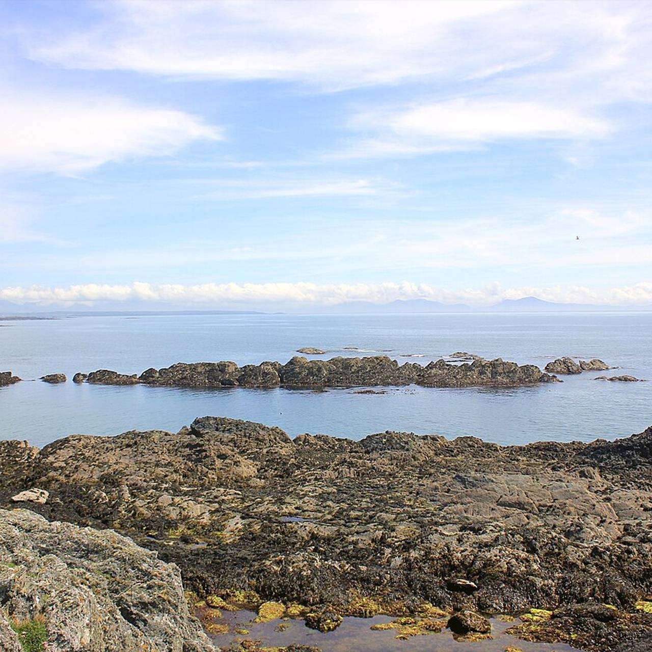 После бури на берегу моря нашли тушу загадочного существа