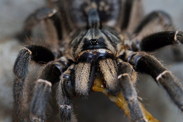 Вводная картинка