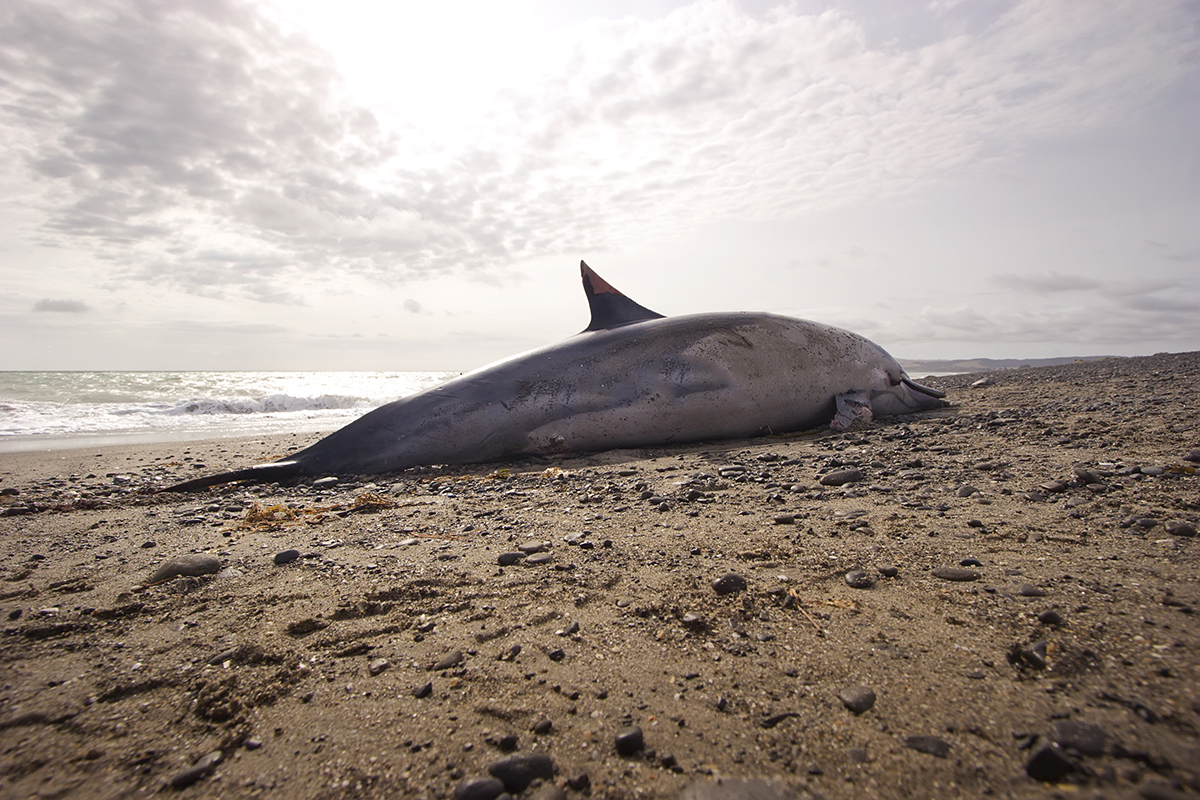 Более&nbsp; сотни погибших дельфинов нашли на побережье Краснодарского края