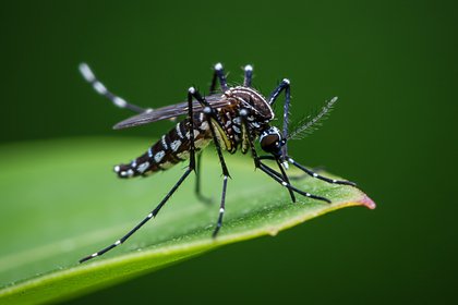 Вирусолог раскрыл место обитания в России опасных комаров