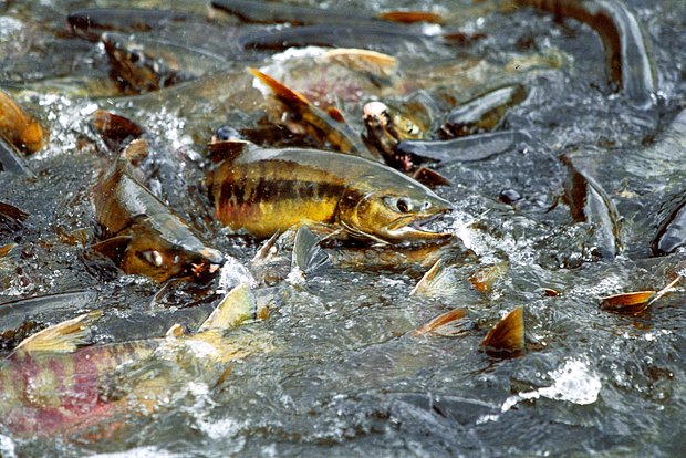 Юрист Хаминский напомнил о запрете на рыбную ловлю в России с 20 апреля по 20 июня