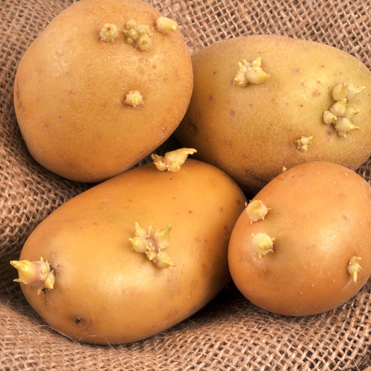 Россиянам назвали признаки способного вызвать отравление картофеля