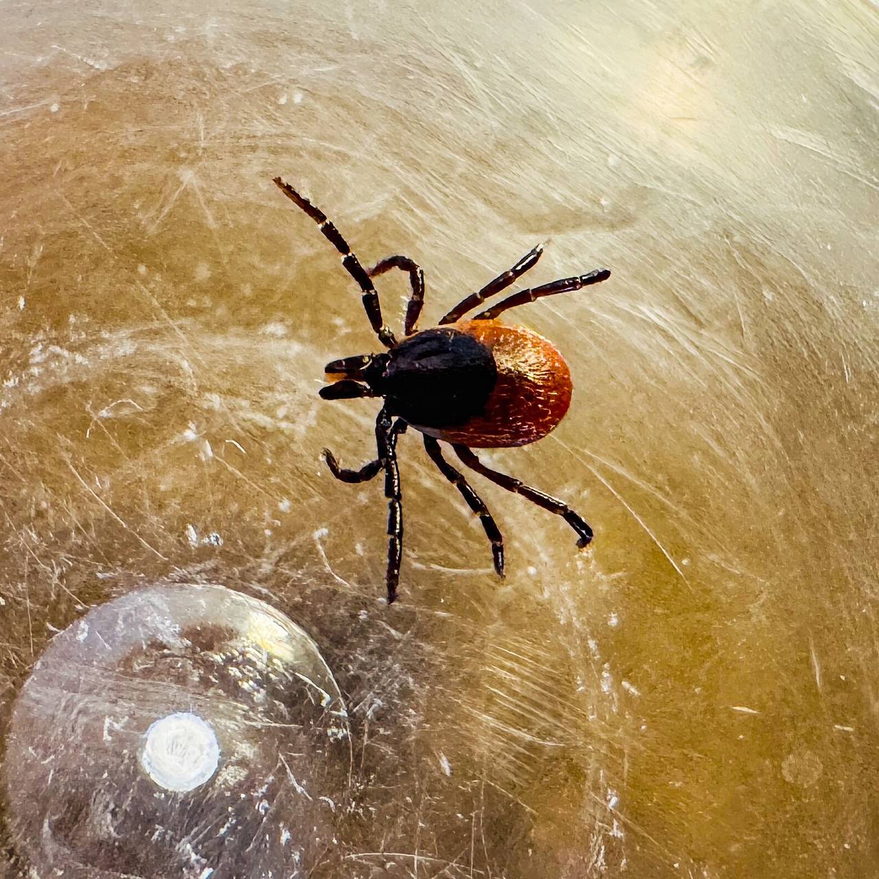 Россиян предостерегли от главной ошибки после укуса клеща