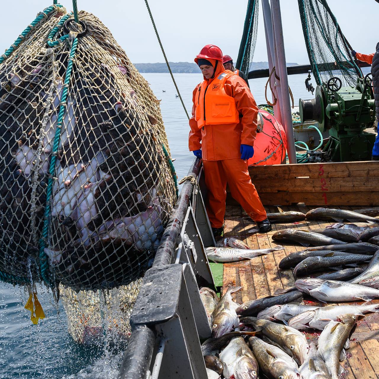 Российским рыбакам разрешили ловить рыб-ведьм