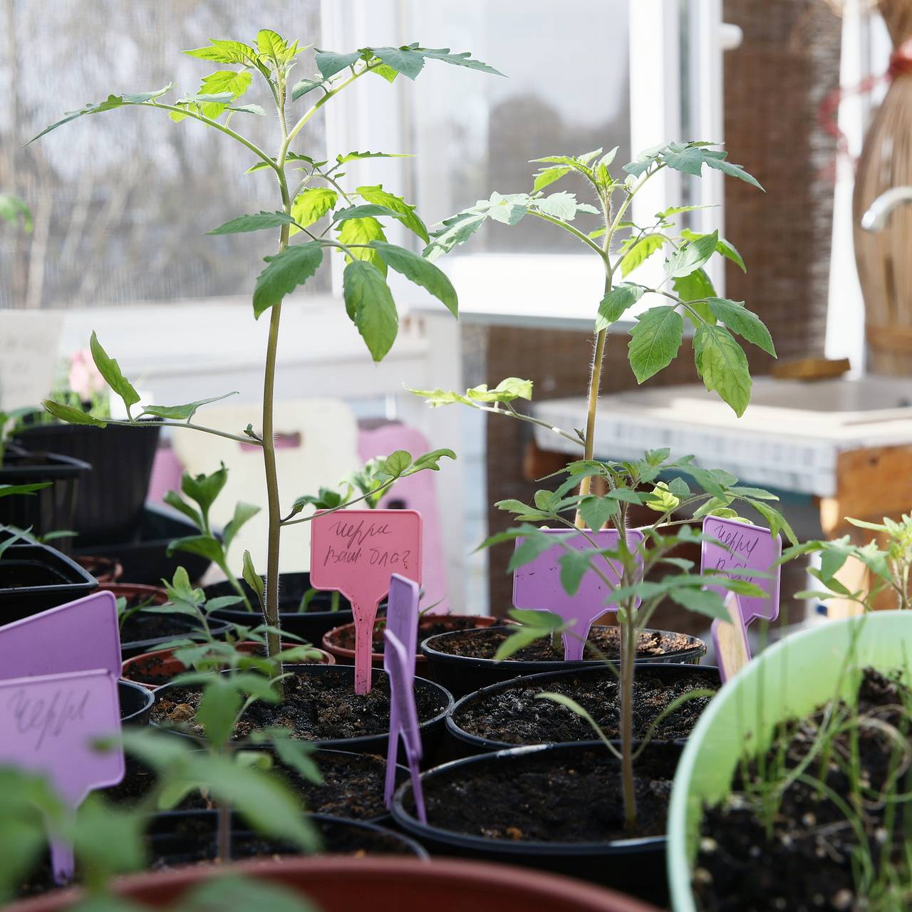 Любителям рассады рассказали о губительной для растений ошибке