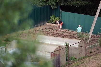 Дачникам рассказали об эффекте тряпки