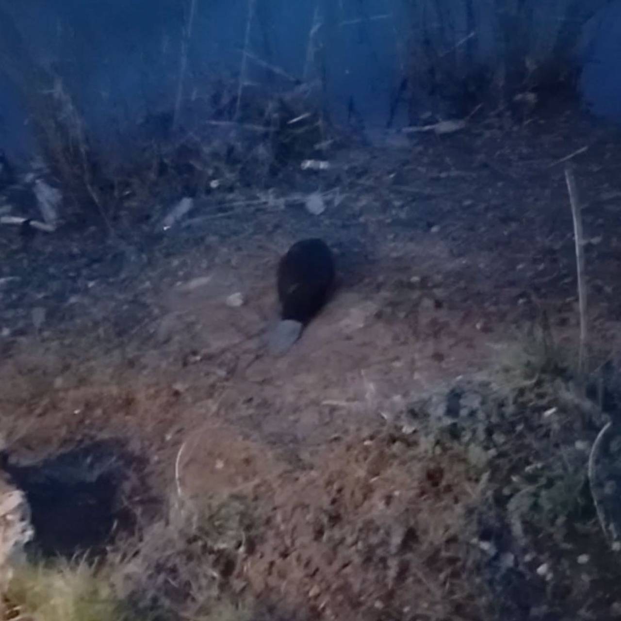 Волонтеры спасли упавшего в бетонную яму бобра