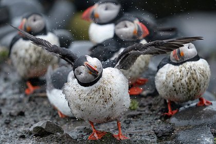 Более 45 тыс. краснокнижных птиц выбросило на побережье одной страны