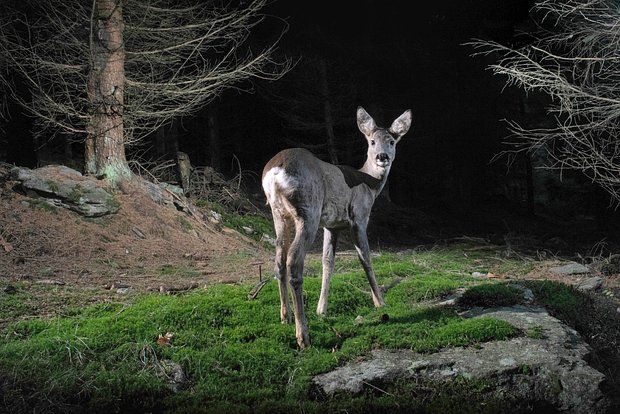 Вводная картинка