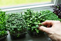 Огород на подоконнике: оборудование, выбор растений, уход. Какие культуры можно вырастить в домашних условиях