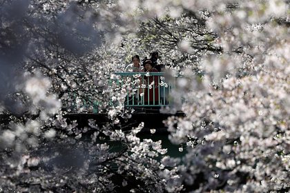 Сакура в Японии оказалась под риском исчезновения