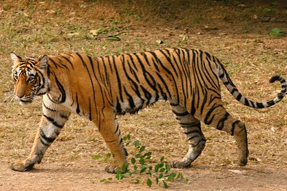 Тигр растерзал собиравшую цветы пожилую женщину на глазах у соседей