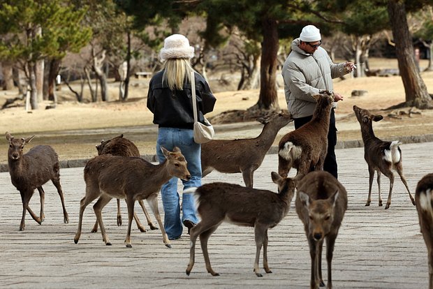 Вводная картинка