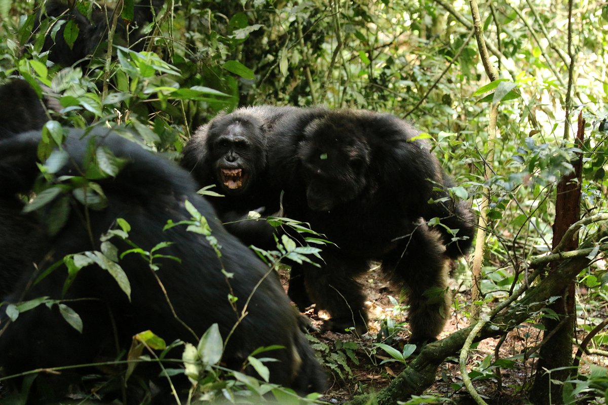 Два шимпанзе объединились, чтобы догнать самцов из другой фракции, Уганда, 2014 год