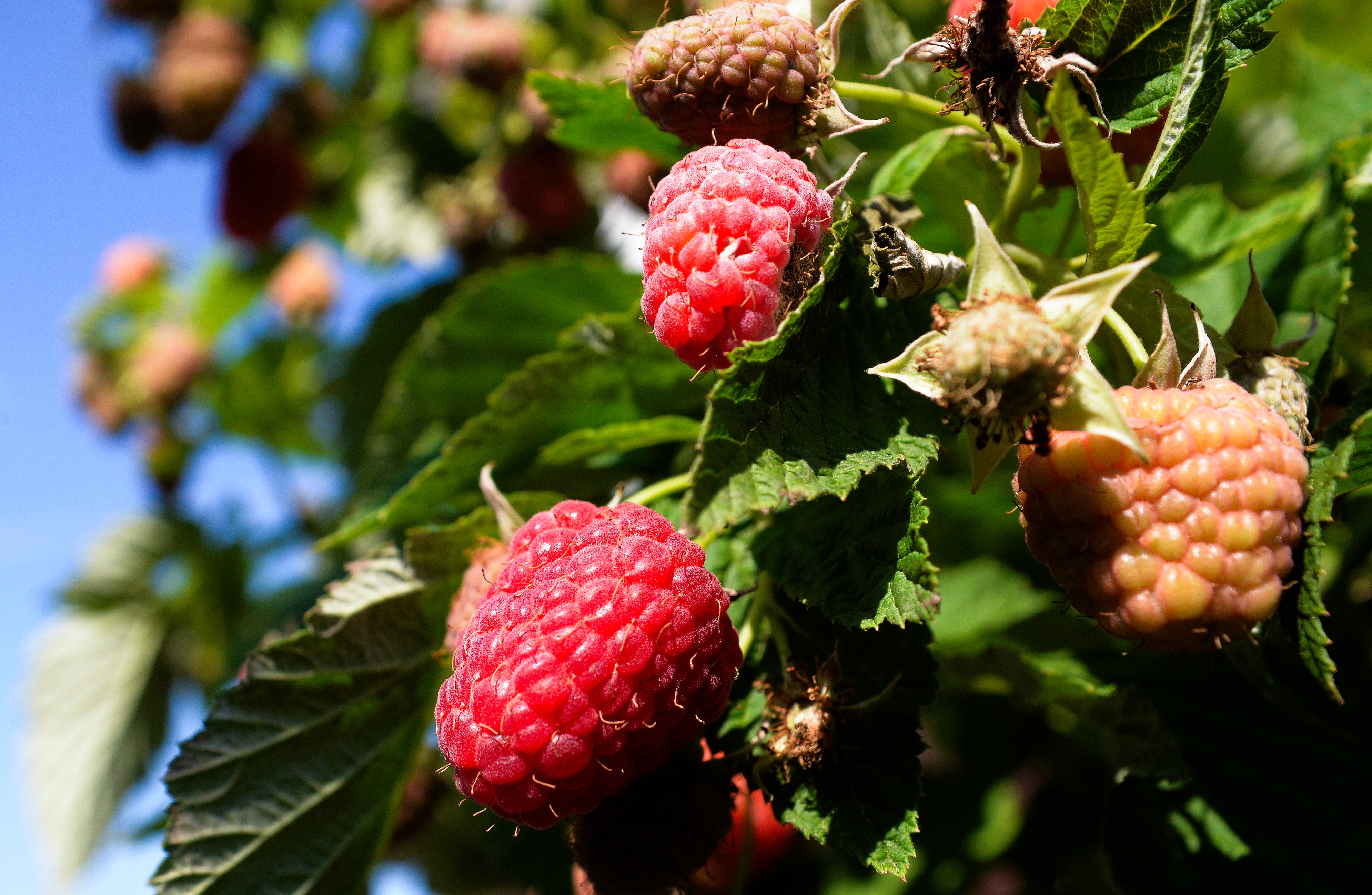 Обычная&nbsp; ягода оказалась связана со снижением воспаления в организме