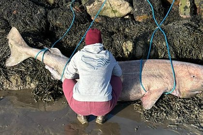 Тушу редчайшего 150-летнего животного вынесло на берег