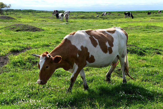 Вводная картинка