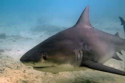 Мужчина лишился ноги после нападения акулы во время медового месяца