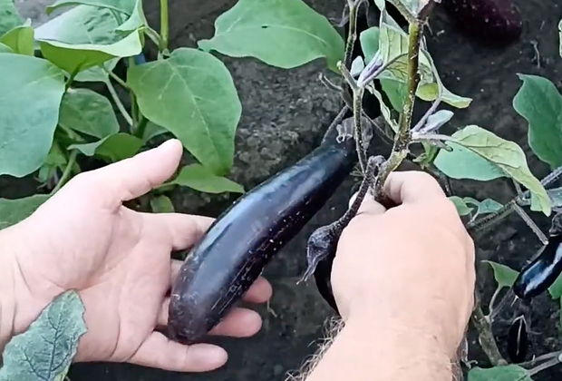 Гибрид «Король Севера F1»