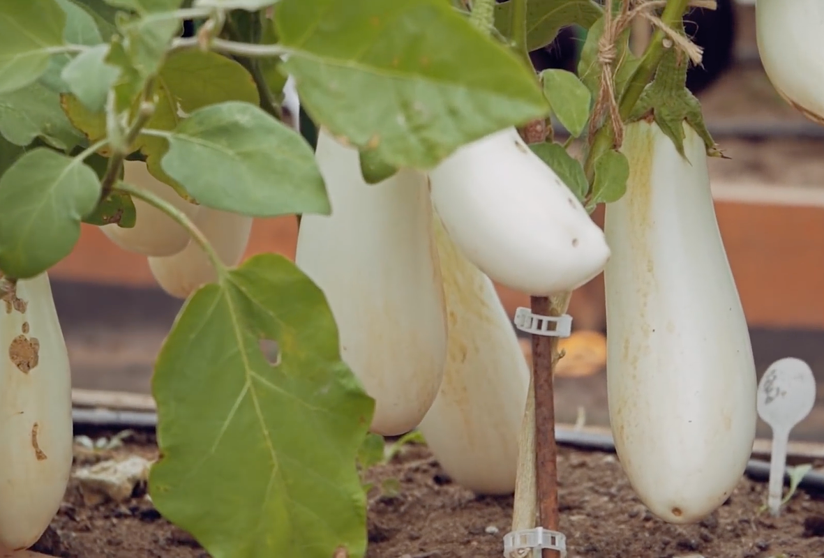 Гибрид «Бибо F1»